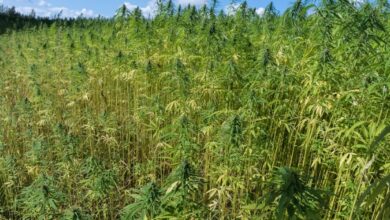Ladang Ganja 10 Hektar Ditemukan di Lahan Perhutani Campaka Cianjur