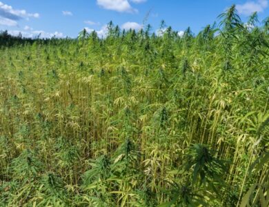 Ladang Ganja 10 Hektar Ditemukan di Lahan Perhutani Campaka Cianjur