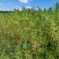 Ladang Ganja 10 Hektar Ditemukan di Lahan Perhutani Campaka Cianjur