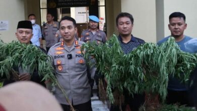 Ada Ladang Ganja di Campaka Cianjur, Penanam Bisa Dihukum 15 Tahun Penjara