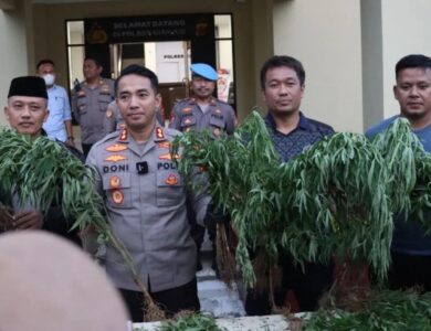 Ada Ladang Ganja di Campaka Cianjur, Penanam Bisa Dihukum 15 Tahun Penjara