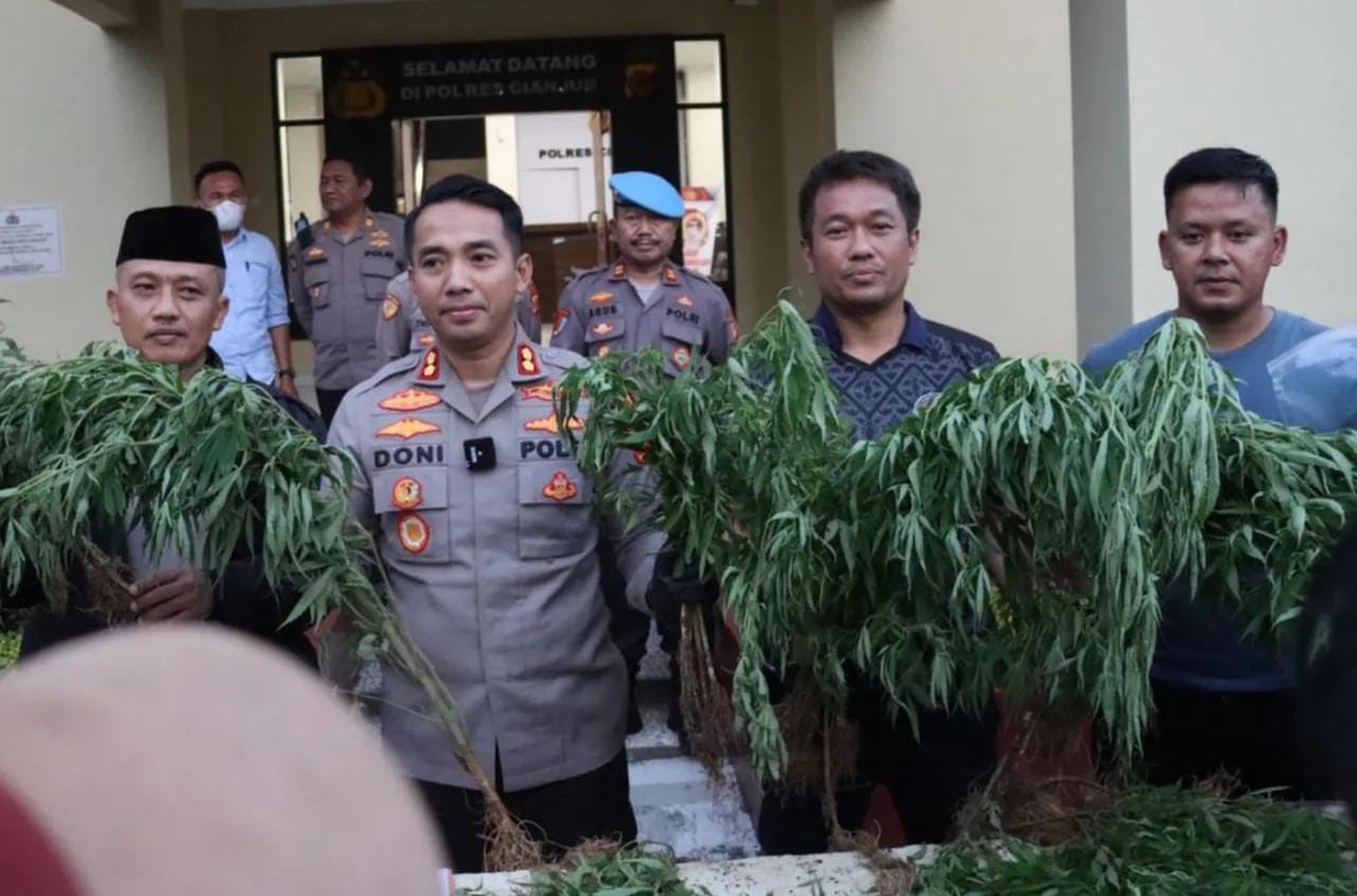 Ada Ladang Ganja di Campaka Cianjur, Penanam Bisa Dihukum 15 Tahun Penjara