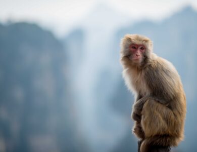 Dinkes Singkawang Temukan Satu Kasus Diduga Cacar Monyet