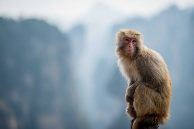 
 Dinkes Singkawang Temukan Satu Kasus Diduga Cacar Monyet.(Foto: Unsplash.com)