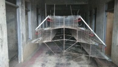 Ratusan Ayam Petelur Mati, Peternak di Ciranjang Rugi Rp100 Juta