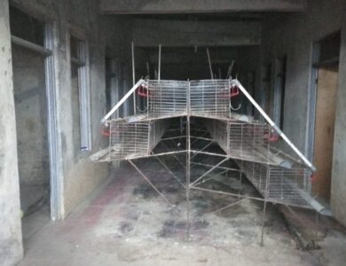 Ratusan Ayam Petelur Mati, Peternak di Ciranjang Rugi Rp100 Juta