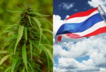 thailand legalkan ganja