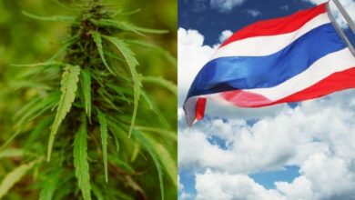 thailand legalkan ganja