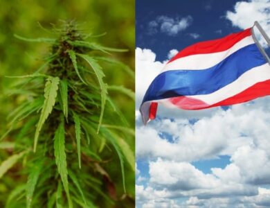 thailand legalkan ganja