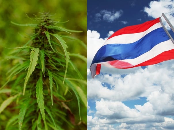 thailand legalkan ganja