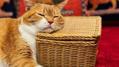 mimpi dikejar kucing