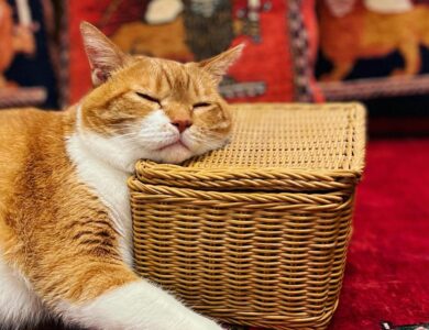 mimpi dikejar kucing