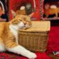 mimpi dikejar kucing