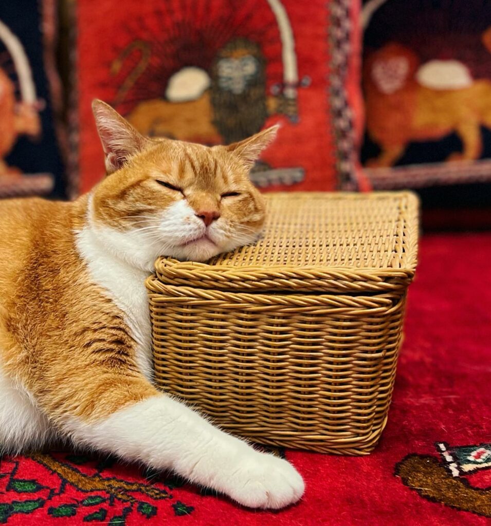 Mimpi dikejar kucing mimpi dikejar kucing