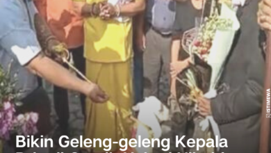 Geger, Pria Di Gresik Nekad Nikahi Kambing