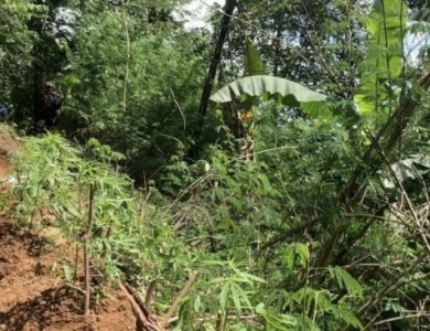 Polisi Temukan Lagi 30 Batang Ganja di Gunung Karuhun Cianjur