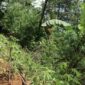 Polisi Temukan Lagi 30 Batang Ganja di Gunung Karuhun Cianjur