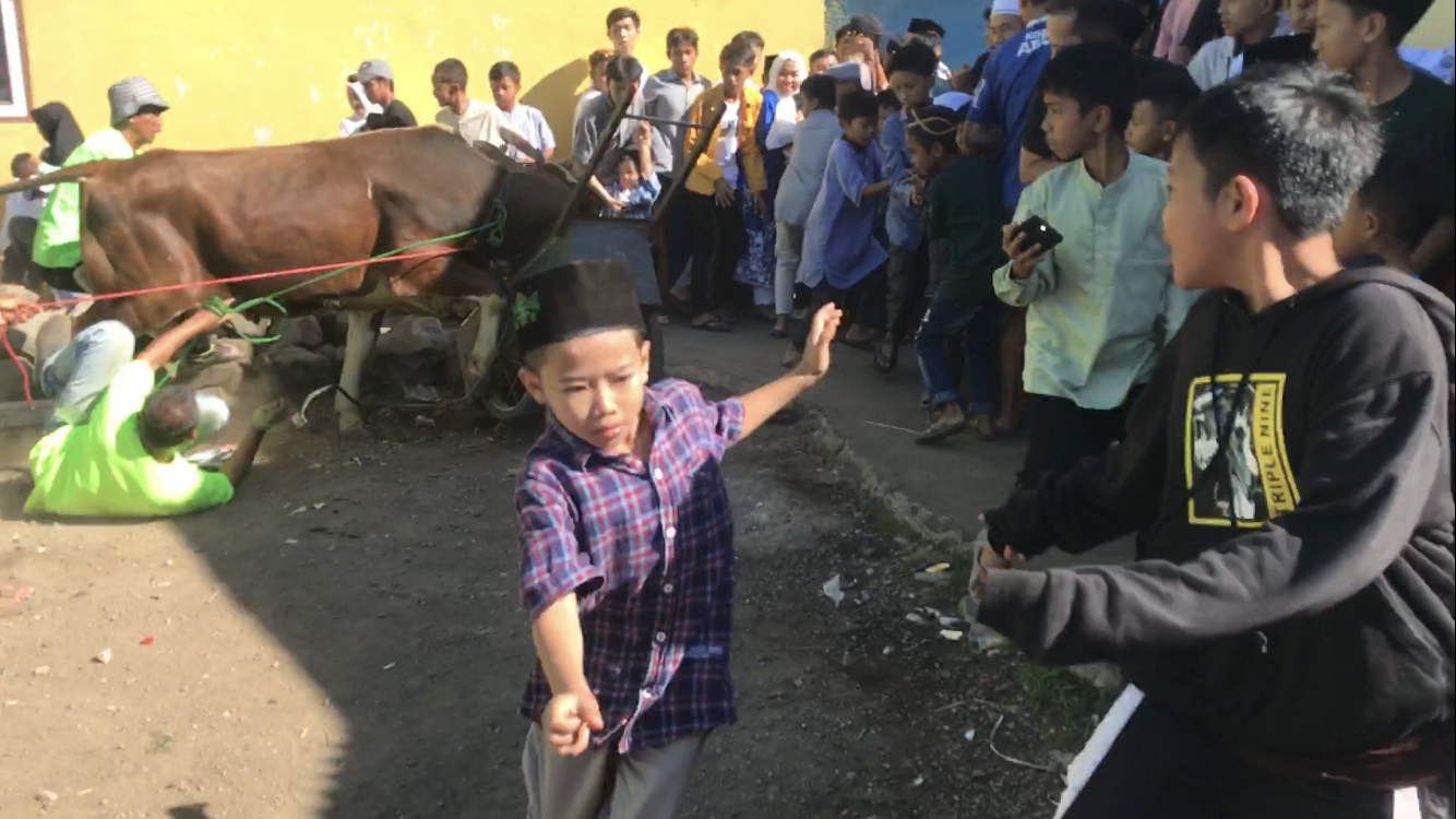 Sapi Kurban Mengamuk di Nagrak Cianjur, Ketua RW: Karena Stres