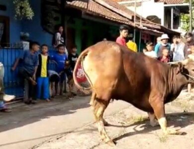 Masuk Parit, Sapi Kurban di Cianjur Mengamuk Hingga Patah Kaki
