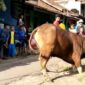 Masuk Parit, Sapi Kurban di Cianjur Mengamuk Hingga Patah Kaki