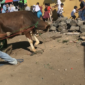 Sapi Kurban Mengamuk di Cianjur, Seret Panitia Hingga Tersungkur