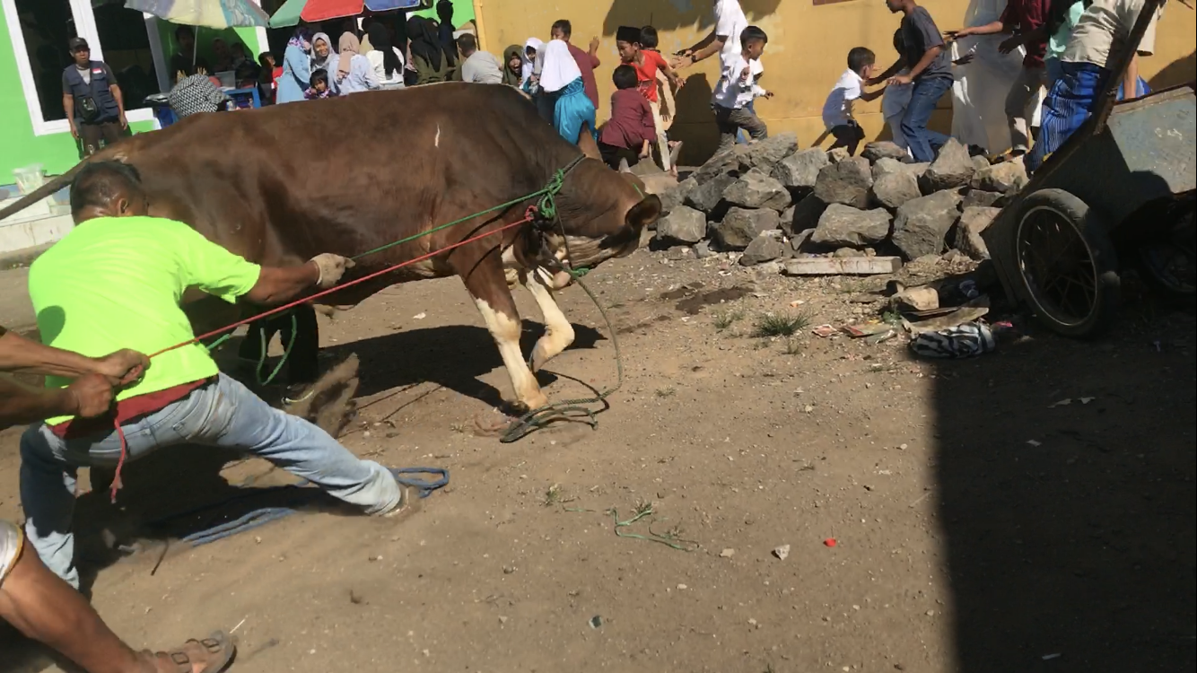 Sapi Kurban Mengamuk di Cianjur, Seret Panitia Hingga Tersungkur