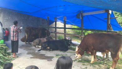 Puluhan Ekor Sapi Mati Karena PMK, Bupati Cianjur: Jangan Khawatir