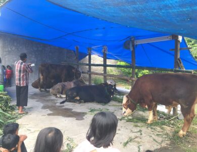 Puluhan Ekor Sapi Mati Karena PMK, Bupati Cianjur: Jangan Khawatir
