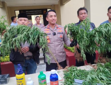 Kasus Ladang Ganja Cianjur Terungkap, Polisi Tangkap Penyuplai Bibit