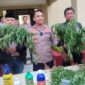 Kasus Ladang Ganja Cianjur Terungkap, Polisi Tangkap Penyuplai Bibit