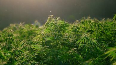 Ganja Medis Ada di Cianjur? Begini Penjelasannya!
