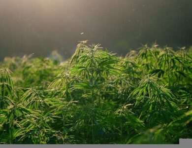 Ganja Medis Ada di Cianjur? Begini Penjelasannya!