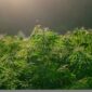 Ganja Medis Ada di Cianjur? Begini Penjelasannya!