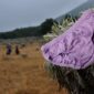 Marak Celana Dalam di Gunung Gede Pangrango