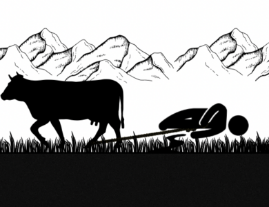 Sapi Mengamuk dan Seret Warga Hingga Tewas di Cianjur