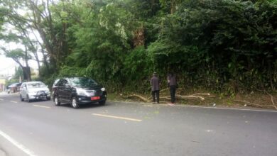 Membahayakan, Batang Pohon di Cipanas Jatuh Hampir Menimpa Mobil