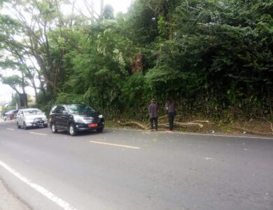 Membahayakan, Batang Pohon di Cipanas Jatuh Hampir Menimpa Mobil