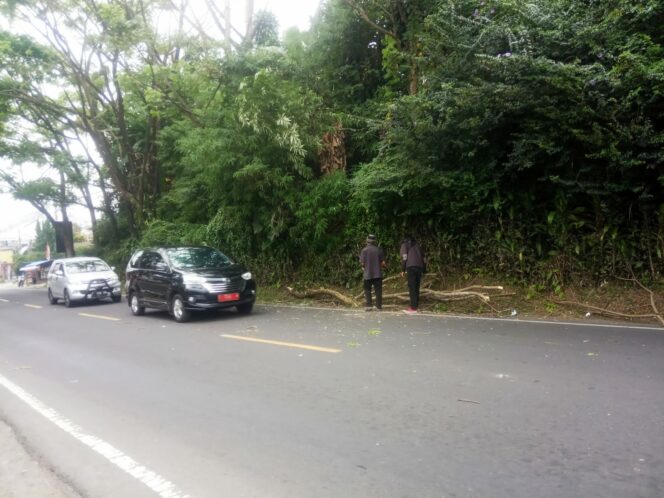 
 Membahayakan, Batang Pohon di Cipanas Jatuh Hampir Menimpa Mobil.(Foto: Rendi Irawan/cianjurupdate.com)