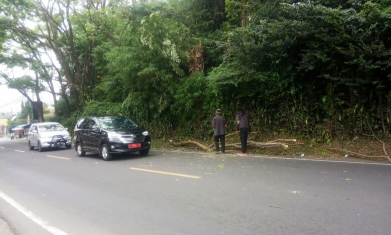 Membahayakan, Batang Pohon di Cipanas Jatuh Hampir Menimpa Mobil
