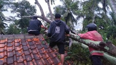 Hujan Angin, Pohon Tumbang Timpa Rumah di Sukaluyu Cianjur