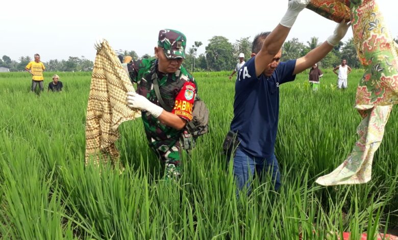 Pergi ke Sawah Buat Kerja, Petani Ini Malah Temukan Mayat Lansia