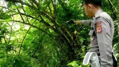 Seorang Pria Ditemukan Gantung Diri di Hutan Cibeber Cianjur  