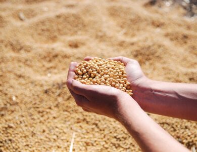 Harga Kedelai Naik Usai Pandemi, Pengrajin Tauco: Ternyata Semakin Parah