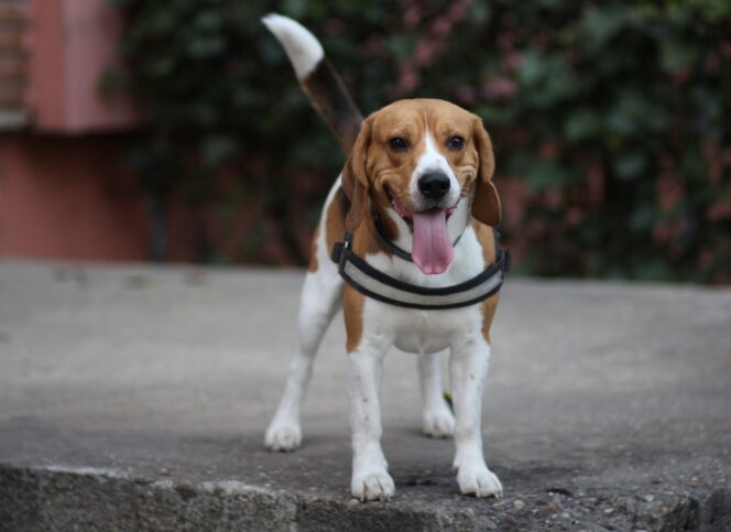 
 5 Karakteristik Unik Anjing Beagle yang Wajib Diketahui