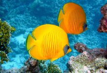 lemon butterflyfish, fishes, exotic