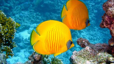 lemon butterflyfish, fishes, exotic