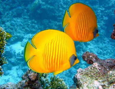 lemon butterflyfish, fishes, exotic