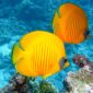 lemon butterflyfish, fishes, exotic