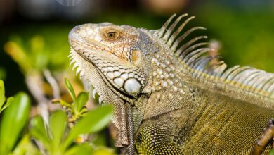 iguana iguana iguan