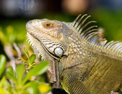 iguana iguana iguan